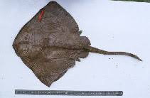 Image result for Bathyraja brachyurops