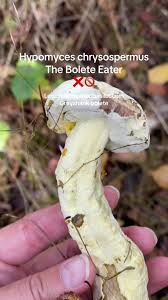 Attēlu rezultāti vaicājumam “Hypomyces chrysospermus”