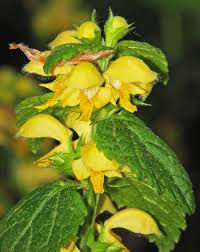 Attēlu rezultāti vaicājumam “Lamiastrum galeobdolon bud”