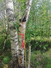 Attēlu rezultāti vaicājumam “Phellinus nigricans”