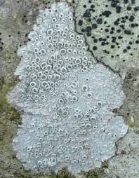 Attēlu rezultāti vaicājumam “Lecanora chlarotera”