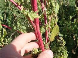 Attēlu rezultāti vaicājumam “Amaranthus retroflexus leaf”