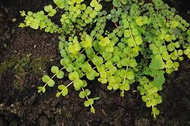 Image result for Lysimachia nummularia