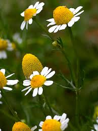 Attēlu rezultāti vaicājumam “Matricaria chamomilla”