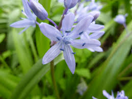 Attēlu rezultāti vaicājumam “Polygonaceae”