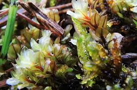 Attēlu rezultāti vaicājumam “Cinclidium stygium”