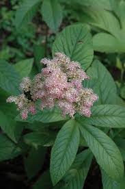 Image result for Rodgersia chocolate wings
