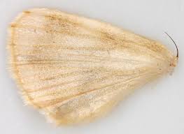 Attēlu rezultāti vaicājumam “Thyatira batis larva”