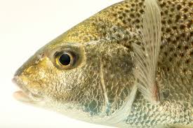 Image result for Pomadasys commersonnii