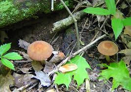 Attēlu rezultāti vaicājumam “Psathyrella sp.”