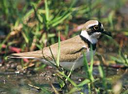 Attēlu rezultāti vaicājumam “Charadrius dubius”
