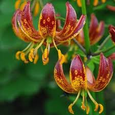 Image result for Lilium martagon `Arabian Night`