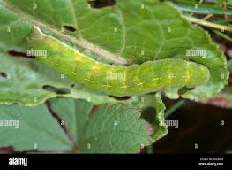 Attēlu rezultāti vaicājumam “Phlogophora meticulosa”