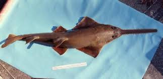 Image result for Pristis pectinata