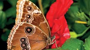 Attēlu rezultāti vaicājumam “Lepidoptera”