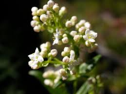 Attēlu rezultāti vaicājumam “Galium boreale fruit”