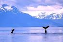 http://globalwrong.files.wordpress.com/2012/04/alaska-whales-usa.jpg