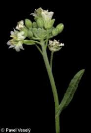 Attēlu rezultāti vaicājumam “Berteroa incana fruit”