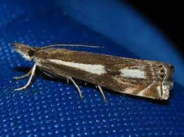 Attēlu rezultāti vaicājumam “Crambus heringiellus”