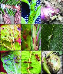 Attēlu rezultāti vaicājumam “Chaitophorus populeti”