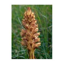 Attēlu rezultāti vaicājumam “Orobanche elatior flower”