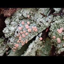 Attēlu rezultāti vaicājumam “Icmadophila ericetorum”