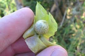 Attēlu rezultāti vaicājumam “Nicandra physalodes”