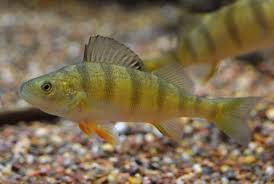 Image result for Perca flavescens