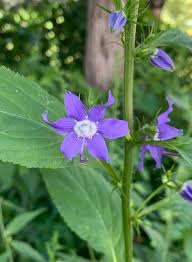 Image result for Campanula americana