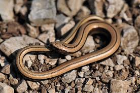 Attēlu rezultāti vaicājumam “Anguis fragilis”