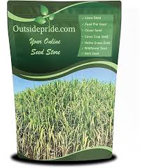 Attēlu rezultāti vaicājumam “Glyceria striata fruit”