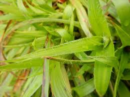 Attēlu rezultāti vaicājumam “Luzula luzuloides leaf”