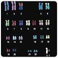 Karyotyping,Karyotyping Tests,Digital Karyotyping India Mumbai Cost