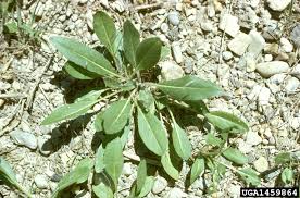 Image result for Isatis tinctoria