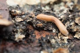 Attēlu rezultāti vaicājumam “Polyzonium germanicum”