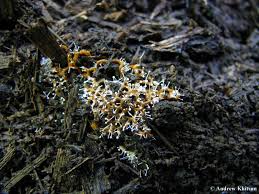 Attēlu rezultāti vaicājumam “Polycephalomyces tomentosus”