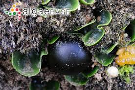 Attēlu rezultāti vaicājumam “Lamproderma arcyrioides macro”