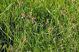Attēlu rezultāti vaicājumam “Lathyrus latifolius”