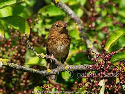 Attēlu rezultāti vaicājumam “Erithacus rubecula juvenile”