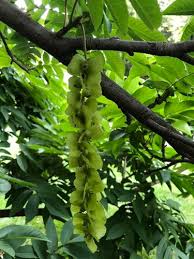Attēlu rezultāti vaicājumam “Pterocarya fraxinifolia female flower”