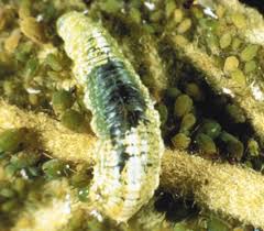 Attēlu rezultāti vaicājumam “Syrphus larva”