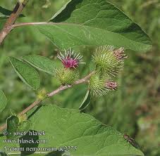 Attēlu rezultāti vaicājumam “Arctium nemorosum”