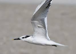 Attēlu rezultāti vaicājumam “Sterna sandvicensis adult”