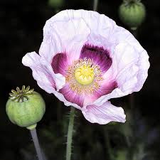 Attēlu rezultāti vaicājumam “Papaver somniferum flower”