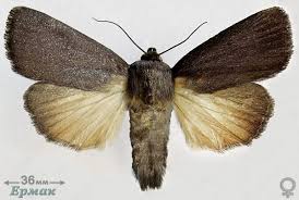 Attēlu rezultāti vaicājumam “Amphipyra livida”