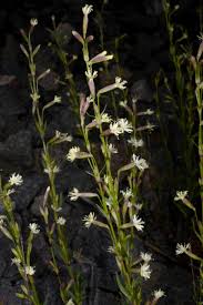 Attēlu rezultāti vaicājumam “Silene tatarica bud”