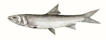 Image result for Elops saurus