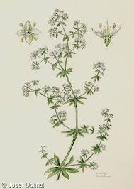 Attēlu rezultāti vaicājumam “Galium album”