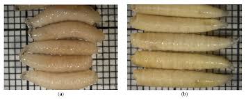 Attēlu rezultāti vaicājumam “Canephora hirsuta larva”