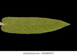 Attēlu rezultāti vaicājumam “Stachys palustris leaf”